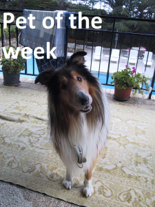 Pet of the week